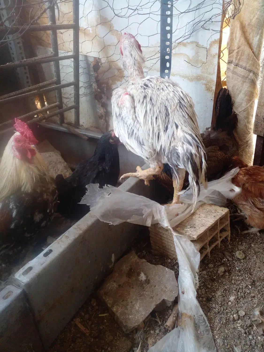 تعدادی خروس۶ماهه برای خون|حیوانات مزرعه|بیرجند, |دیوار