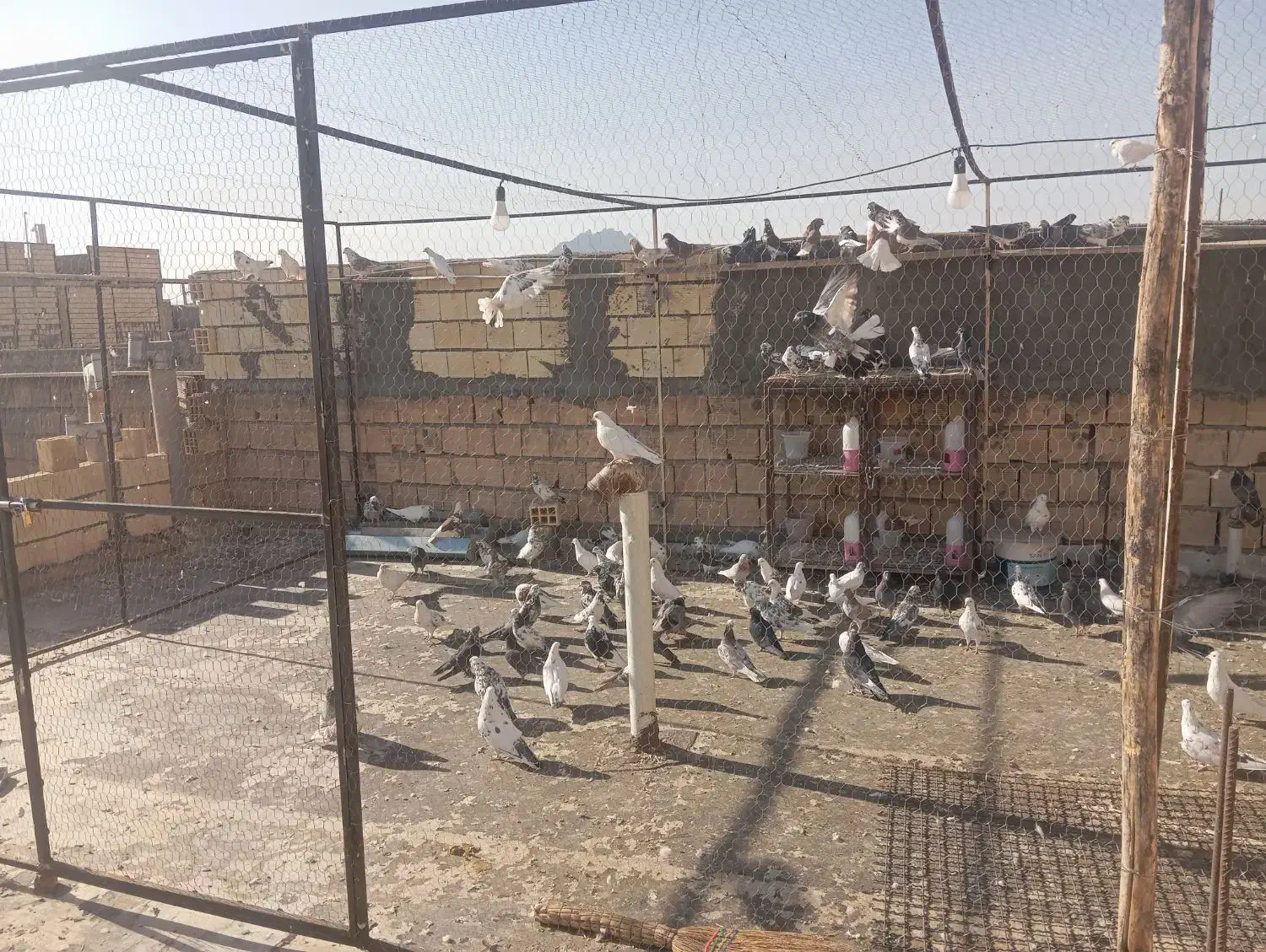 کفتر پرشی درجه 1|پرنده|زیباشهر, |دیوار