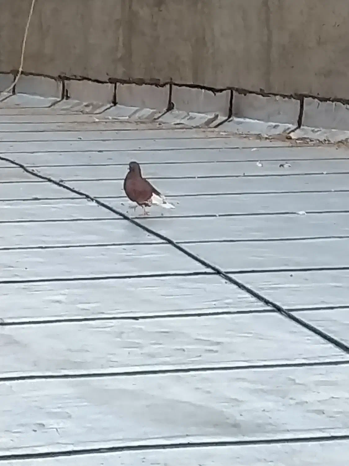 مجسمه|صنایع دستی و سایر لوازم تزئینی|بافق, |دیوار