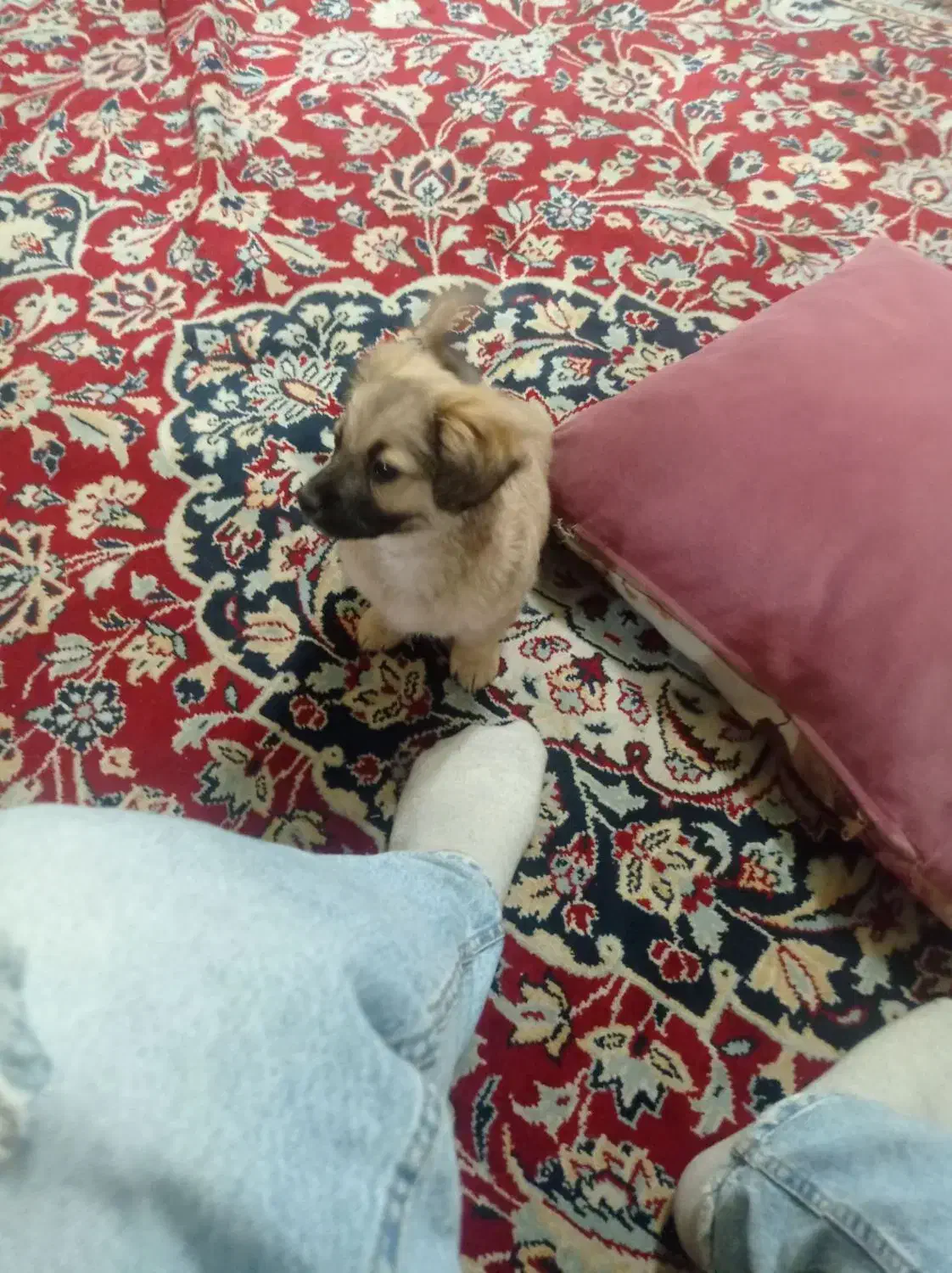 سگ اشپیتز|سگ|مشهد, حضرت حجت|دیوار