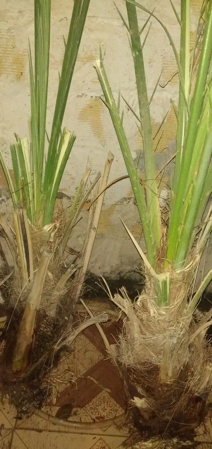 پاجوش نخل خوب|گل و گیاه طبیعی|بندر گناوه, |دیوار