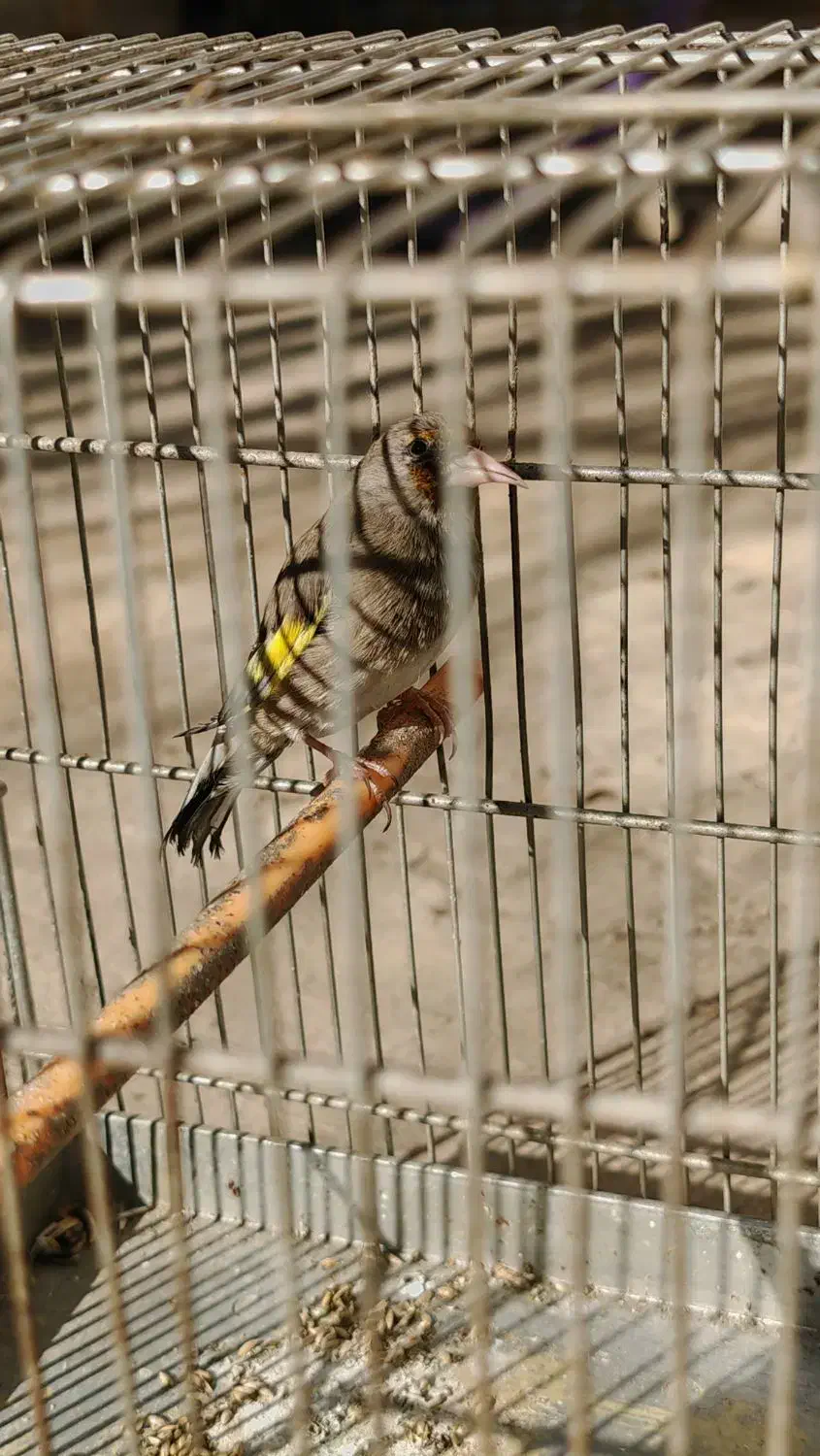 سهره|پرنده|مشهد, مقدم|دیوار