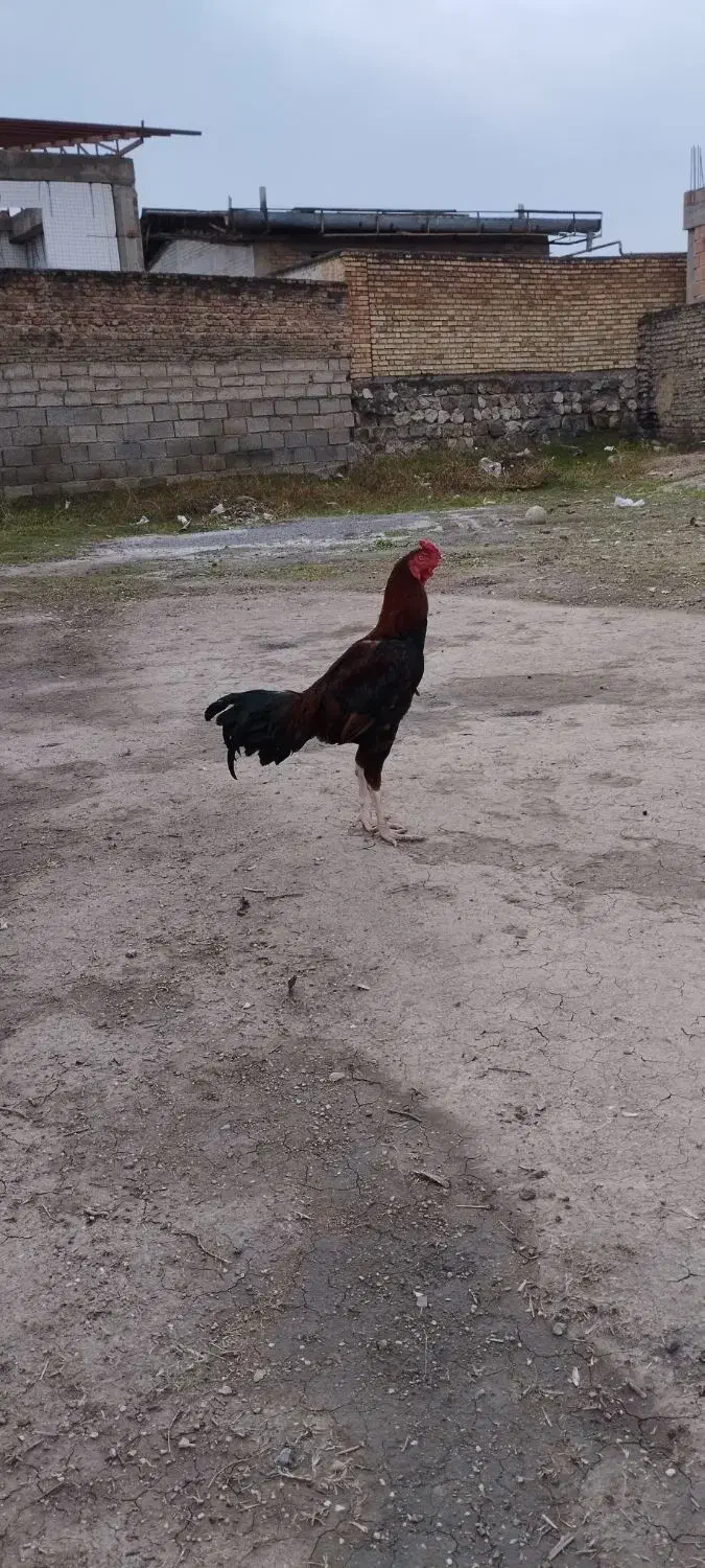 تخم مرغ لاری|حیوانات مزرعه|نگین شهر, |دیوار