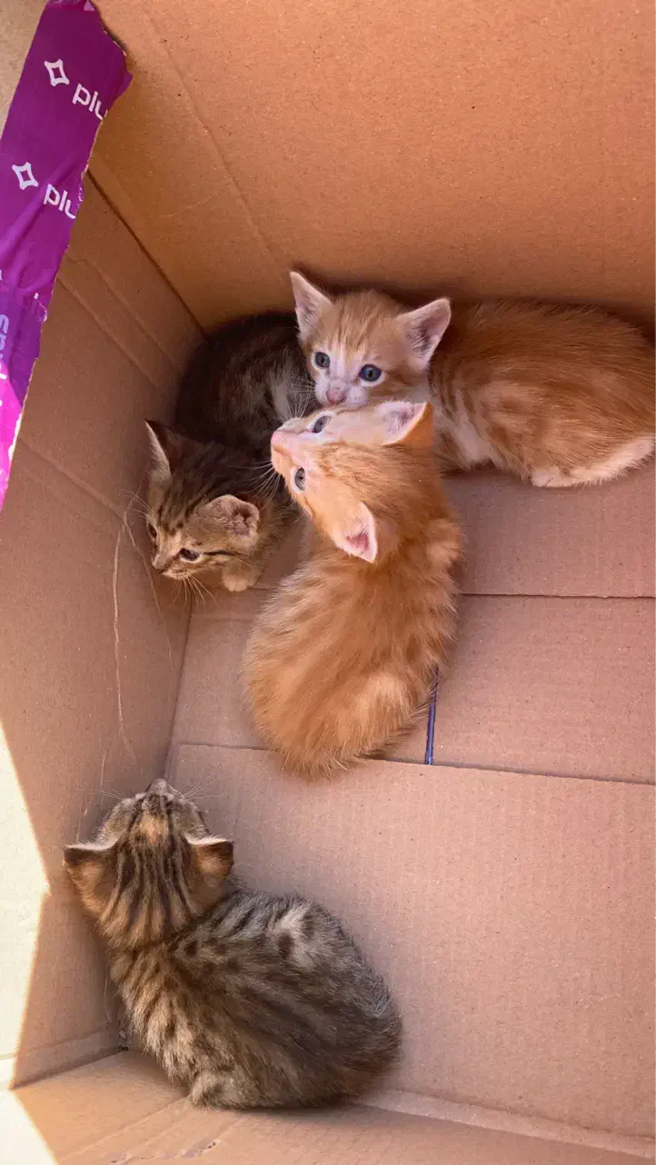 واگذاری بچه گربه|گربه|تالش, تالش|دیوار