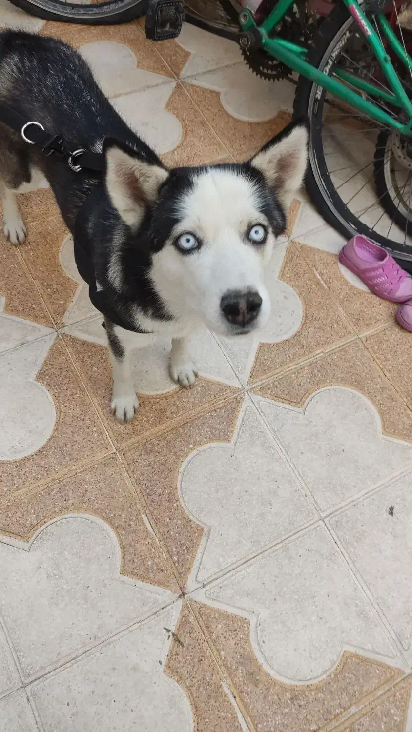 سگ هاسکی|سگ|شیراز, شهرک بهار|دیوار