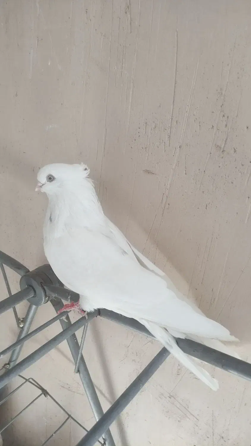 کبوتر سفید چشم نوک سفید|پرنده|شاهین دژ, |دیوار