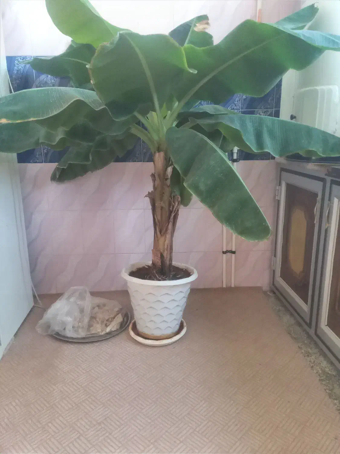 درخت موز و خرما|گل و گیاه طبیعی|تیران, |دیوار