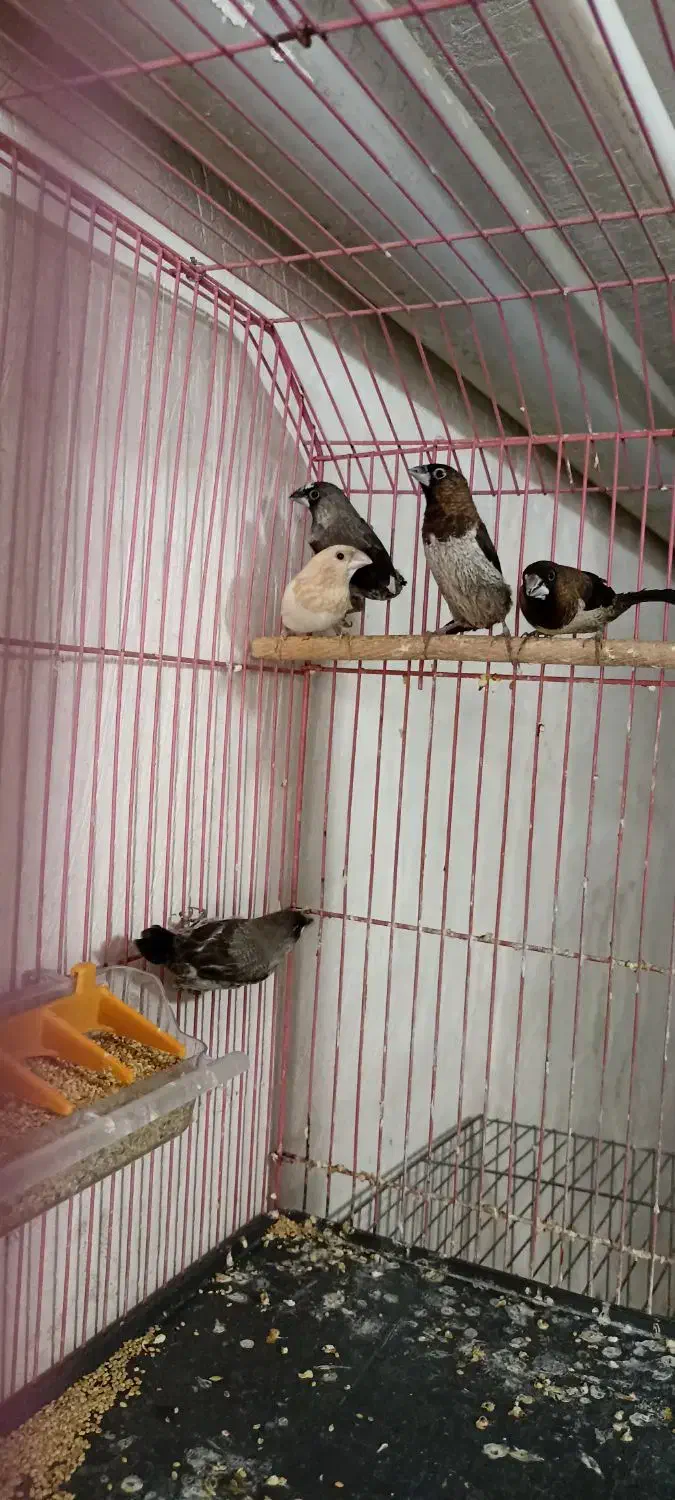 بنگالی|پرنده|قم, ولیعصر|دیوار