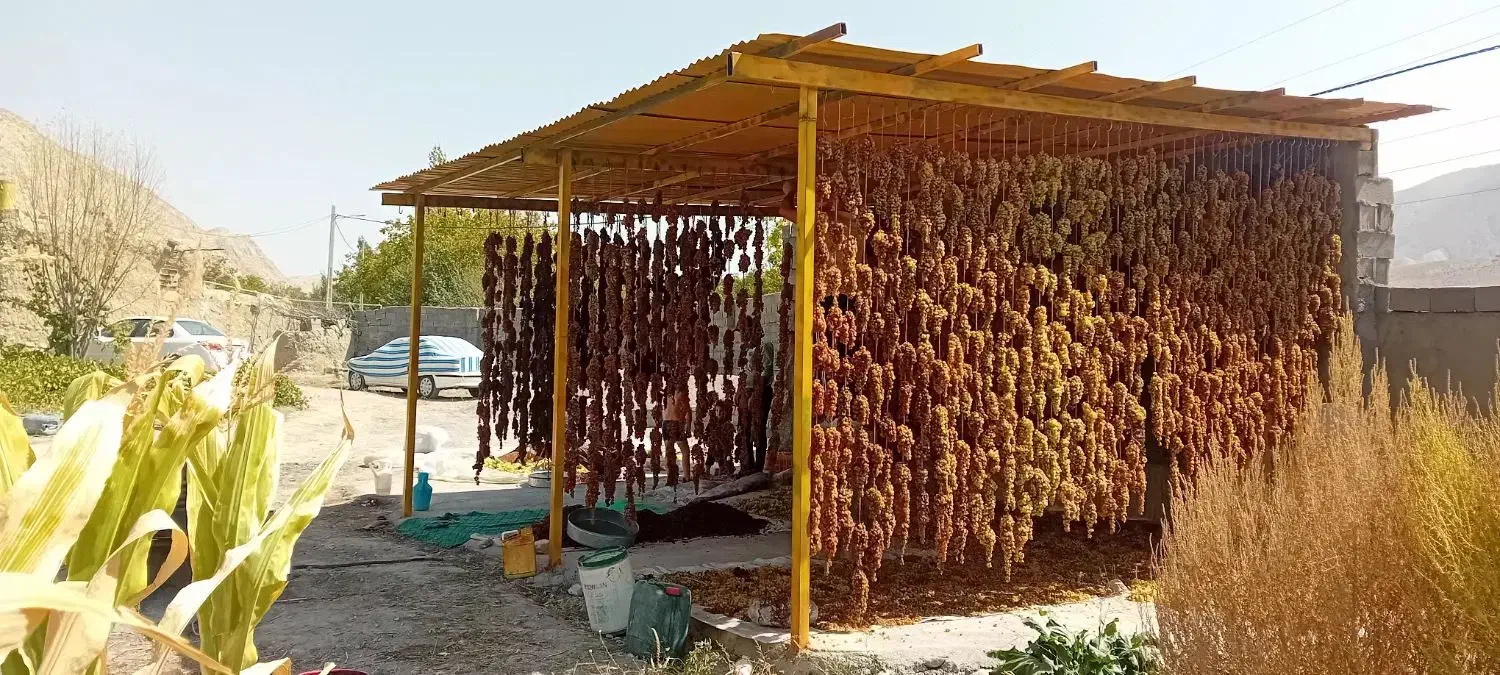 کشمش اشغاردرجه یک|خوردنی و آشامیدنی|شیروان (خراسان), |دیوار