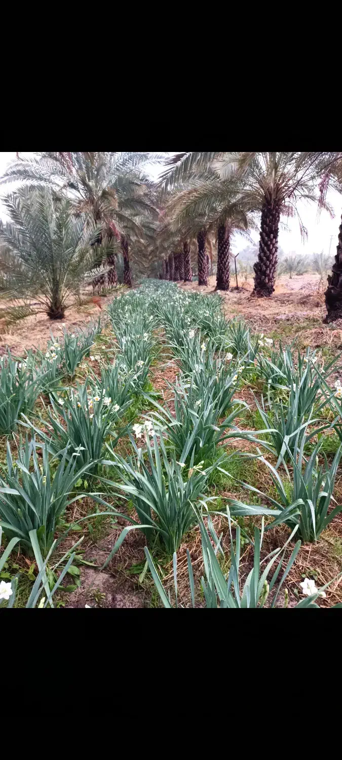 گل نرگس شهلا اصل|گل و گیاه طبیعی|جره و بالاده, |دیوار