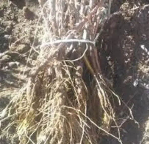 فروش نهال زرشک|خدمات باغبانی و درختکاری|مشهد, فرودگاه|دیوار