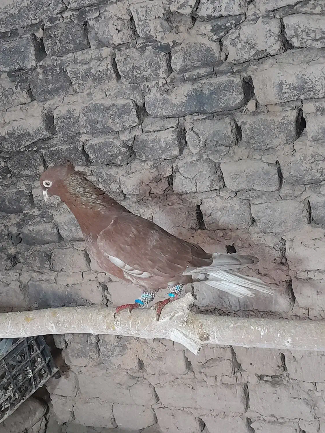 دم سفید نر کاکلی بدون پر دم غلط|پرنده|مشهد, کشف|دیوار