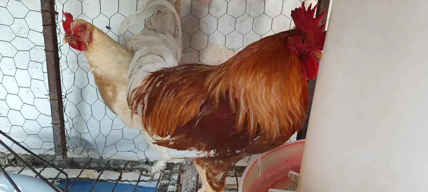 خروس و مرغ محلی|حیوانات مزرعه|مرودشت, فاز دوم شهرک فرهنگیان|دیوار