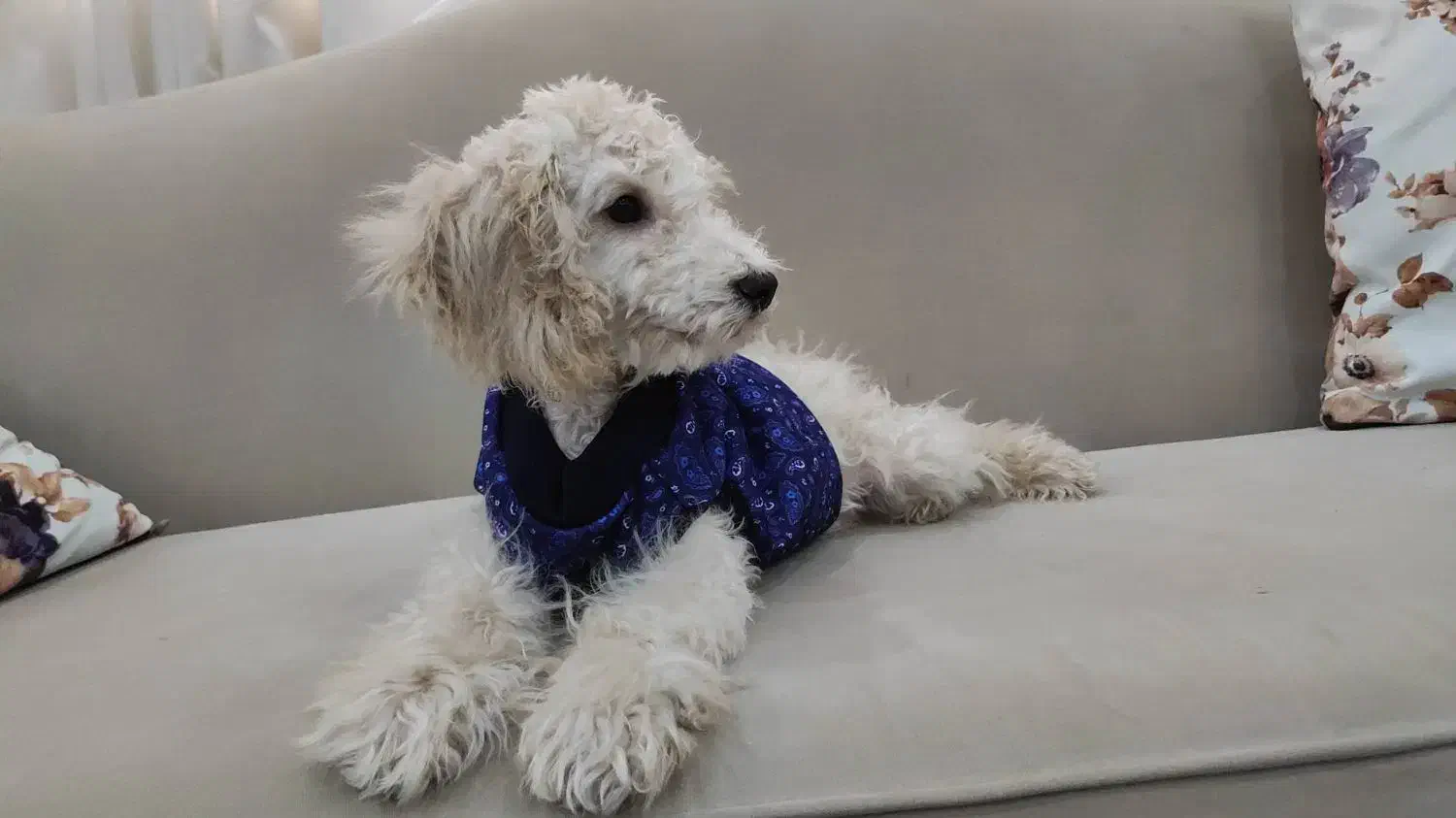 سگ پودل|سگ|پرند, فاز ۲|دیوار