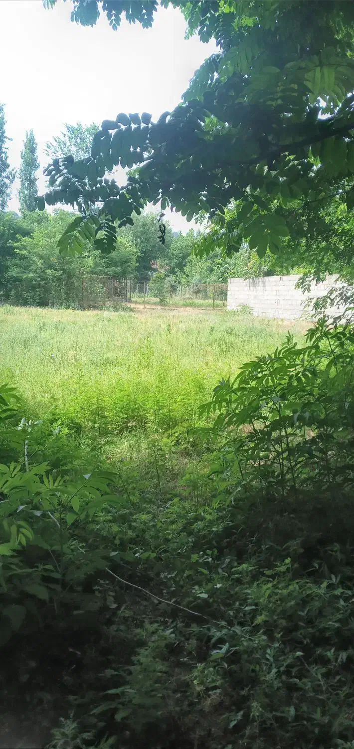 زمین مسکونی|فروش زمین و ملک کلنگی|توتکابن, |دیوار