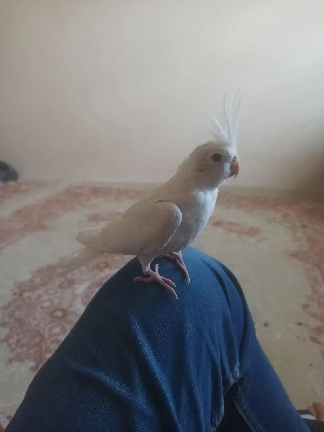 عروس هلندی|پرنده|محمدیار, |دیوار