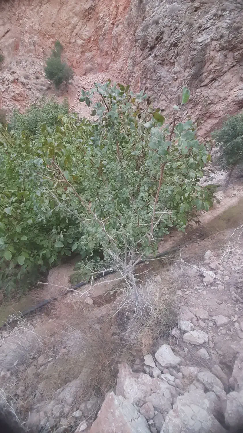 چوب باغی فروشی|خدمات باغبانی و درختکاری|زیرکوه, |دیوار