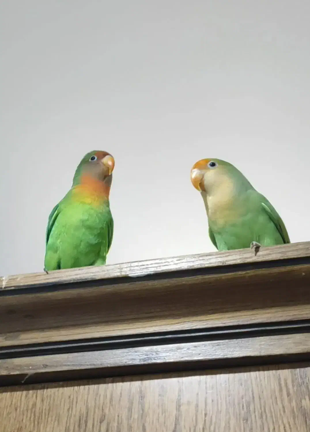 یک جفت کوتوله برزیلی|پرنده|شیراز, شهرک ولیعصر|دیوار