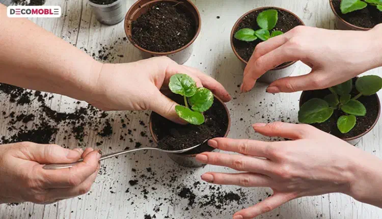 ویزیت گل و گیاه در منزل پیگیری تا رفع مشکل|خدمات باغبانی و درختکاری|ملکان, |دیوار