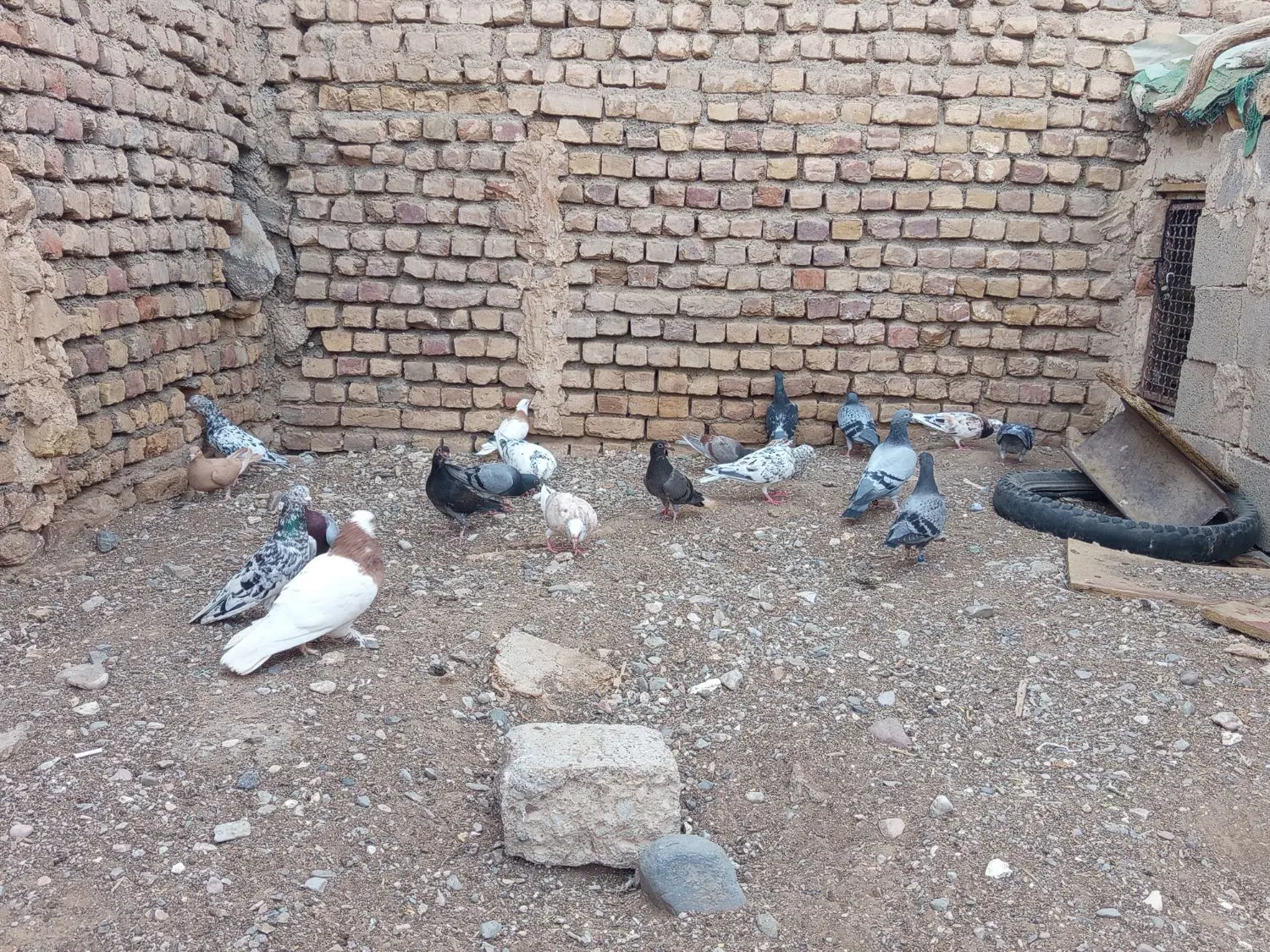 کبوتر|پرنده|زیرکوه, |دیوار