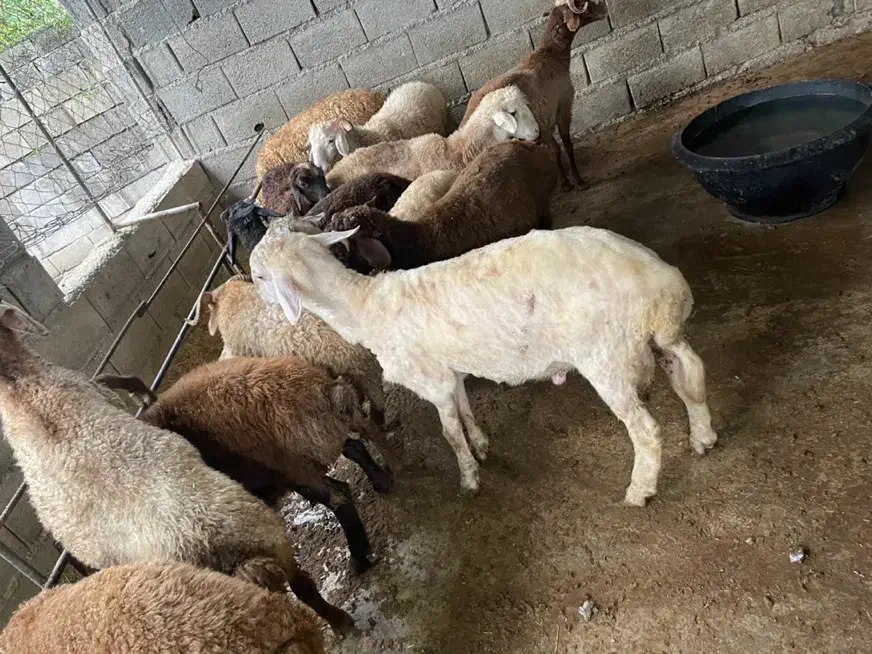 بره نر اصف هشت ماهه صحیح سالم|حیوانات مزرعه|بابل, |دیوار