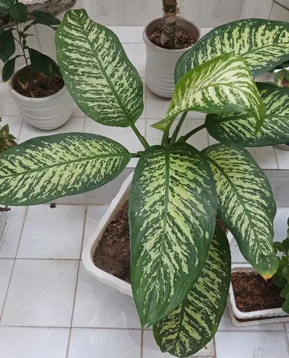 گل طبیعی|گل و گیاه طبیعی|میانه, |دیوار