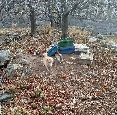 واگذاری سگ فیندو|سگ|سراب, |دیوار