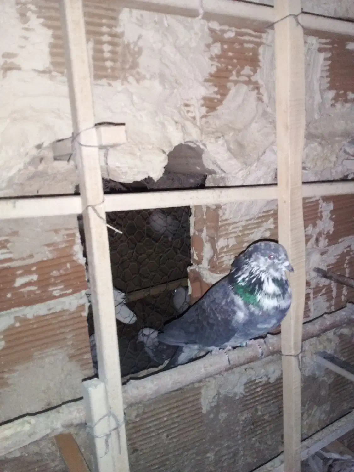 کفتر پرشی|پرنده|خاوران, |دیوار