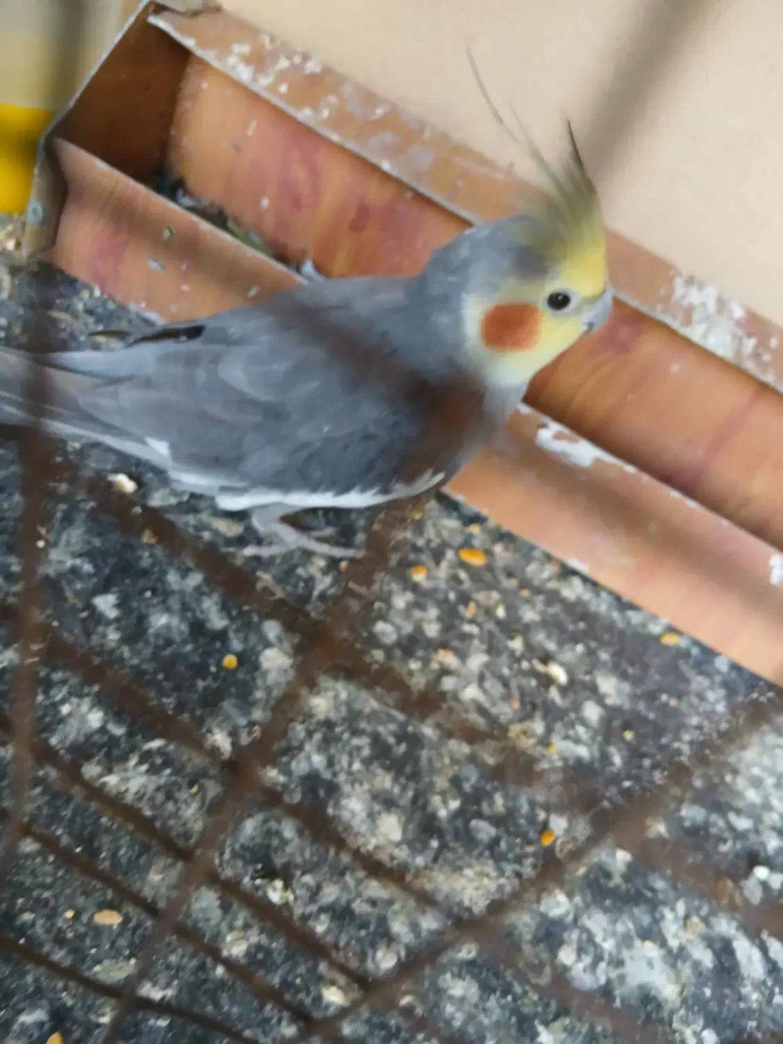 عروس هلندی|پرنده|بندر گناوه, |دیوار