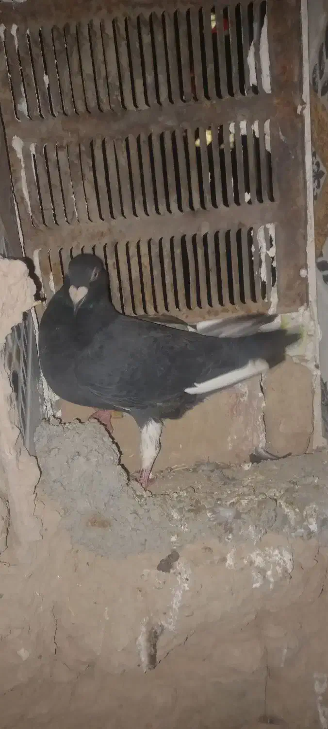 کبوتر معاوضه با ماده|پرنده|درمیان, |دیوار