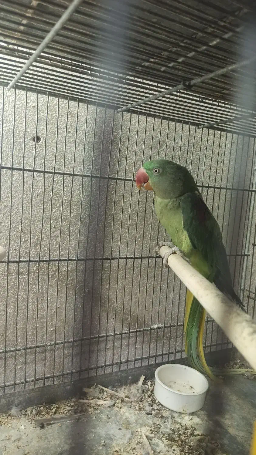 شاه طوطی اسکندر|پرنده|قم, باجک یک|دیوار