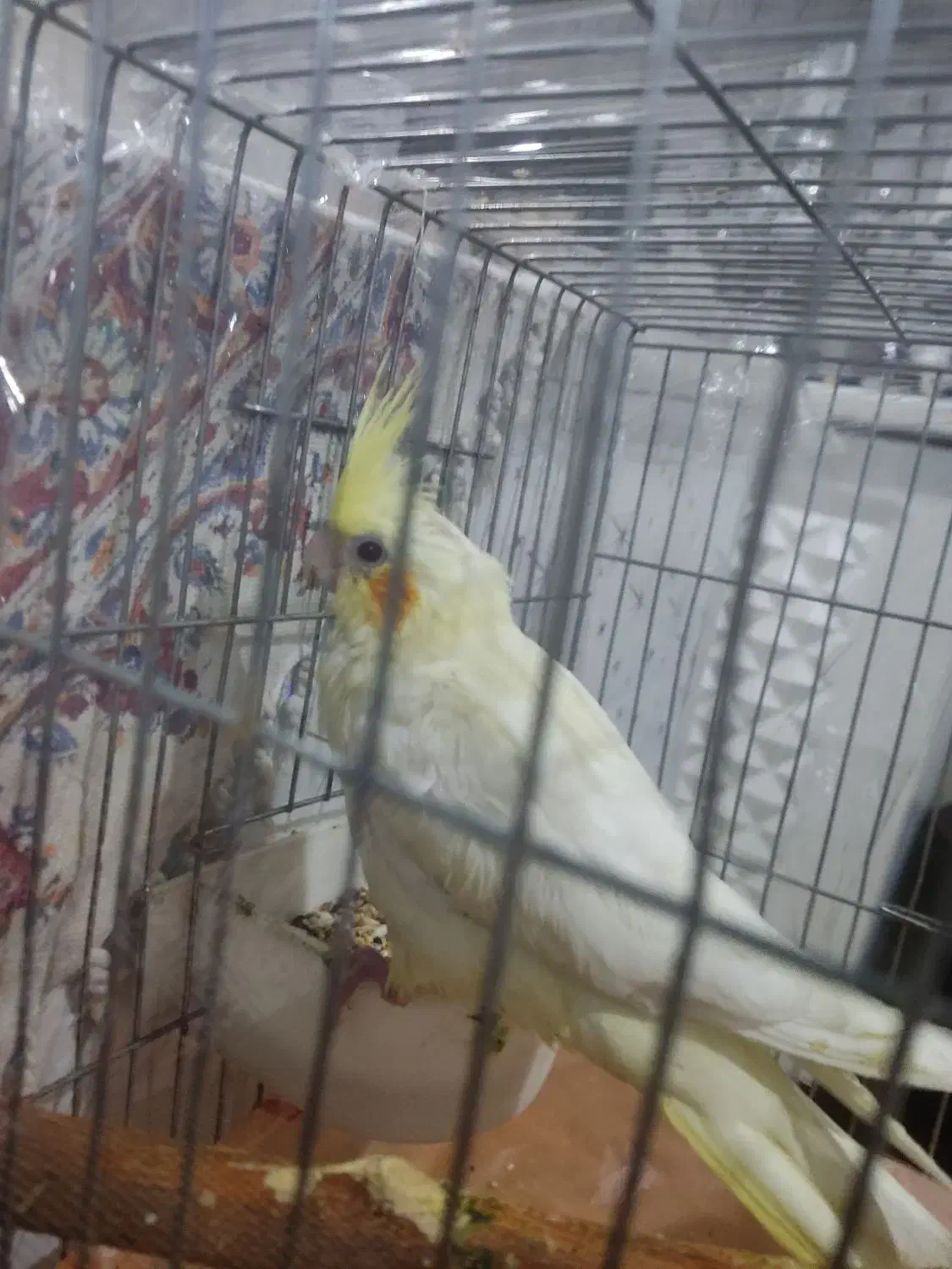 جوجه عروس هلندی رام و دستی|پرنده|ری, شهادت|دیوار