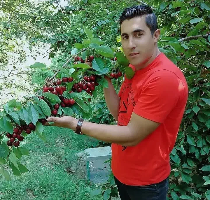 نهال فروشی جعفری|خدمات باغبانی و درختکاری|سردشت, |دیوار