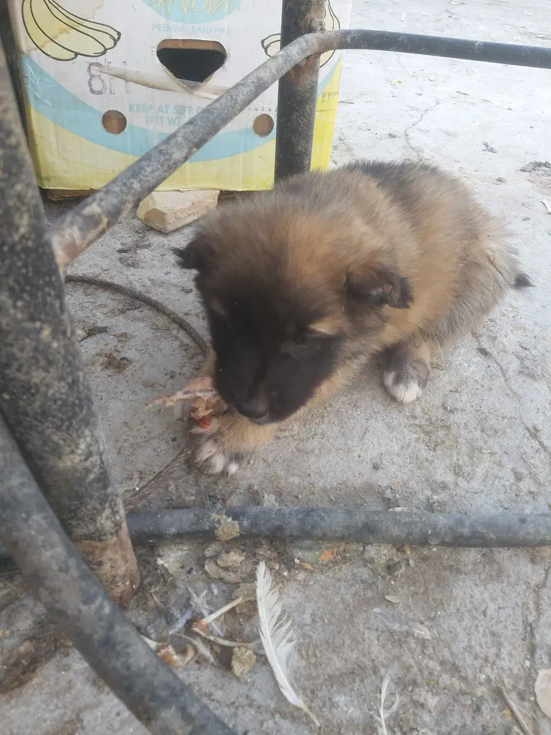 واگذاری توله سگ سرابی|سگ|یزد, |دیوار