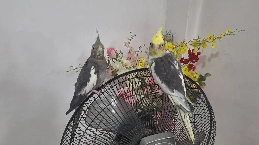 عروس هلندی زیبا|پرنده|لاهیجان, لیل|دیوار