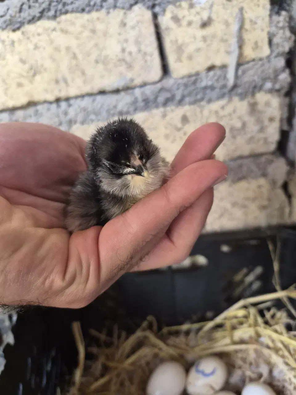 جوجه گلین دو هفته ای و تخم نطفه دار گلین لری اصیل|حیوانات مزرعه|رودبنه, |دیوار