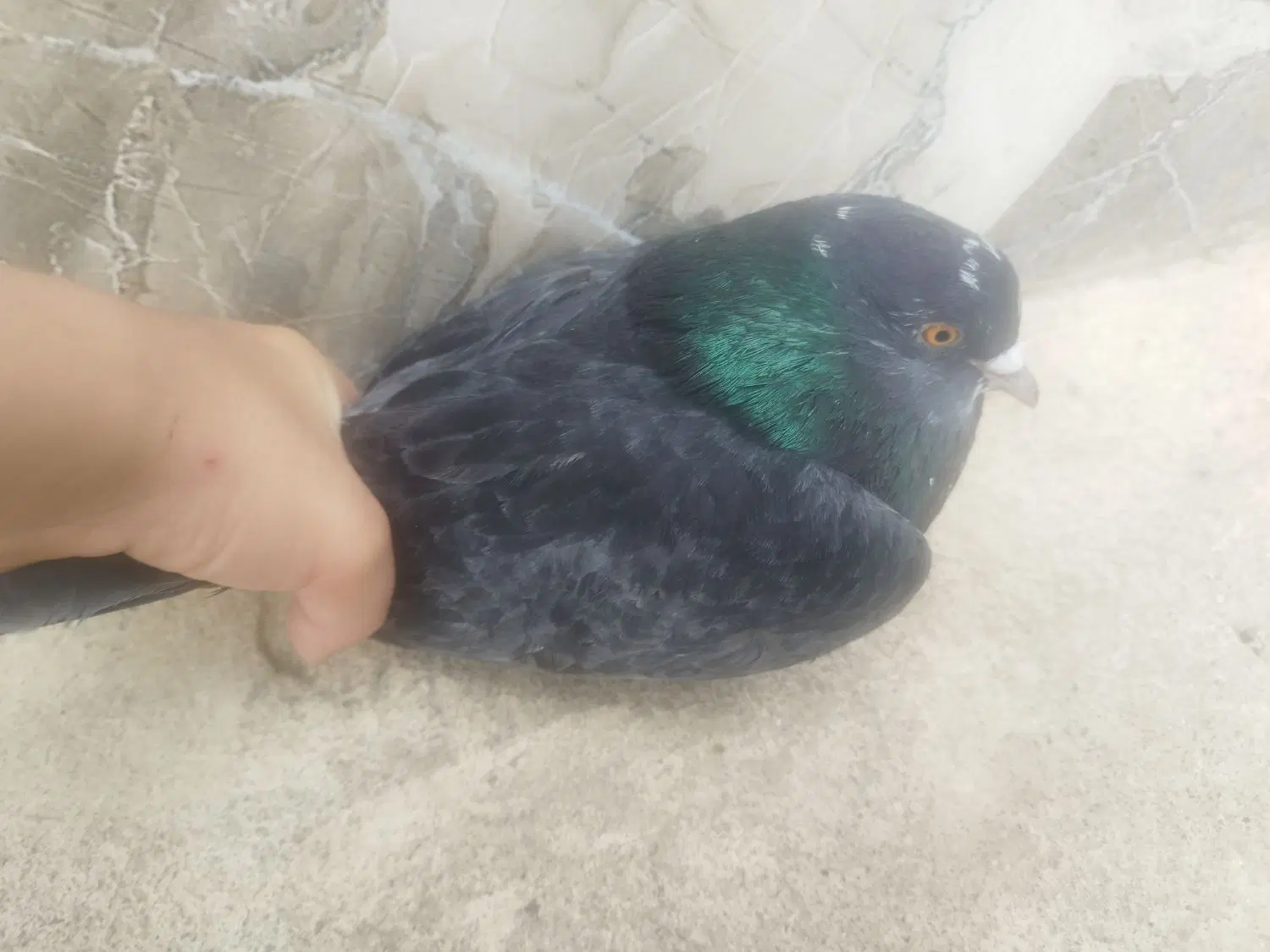 کبوتر نر|پرنده|فومن, |دیوار