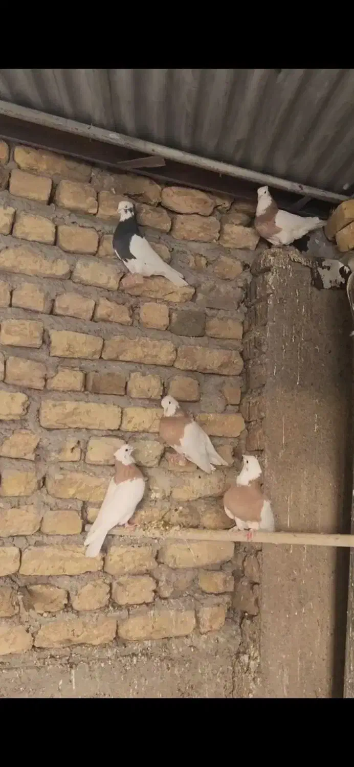 کبوتر طوقی|پرنده|رودسر, |دیوار