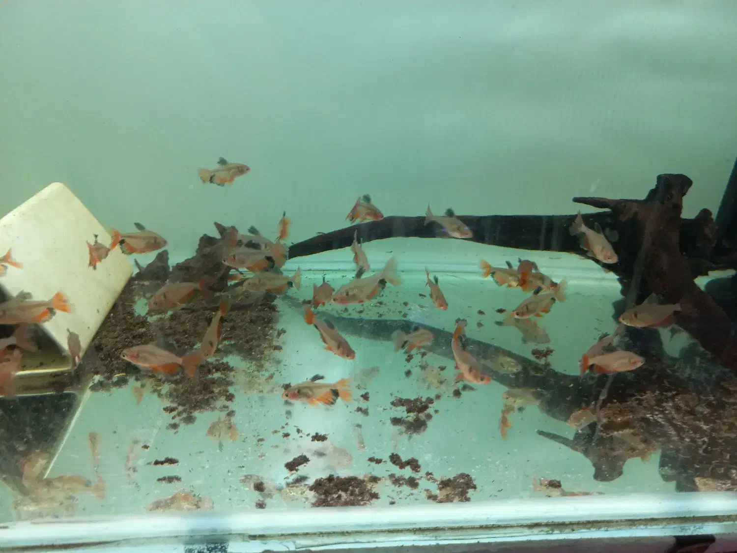 ماهی زینتی|ماهی|بندر ماهشهر, |دیوار