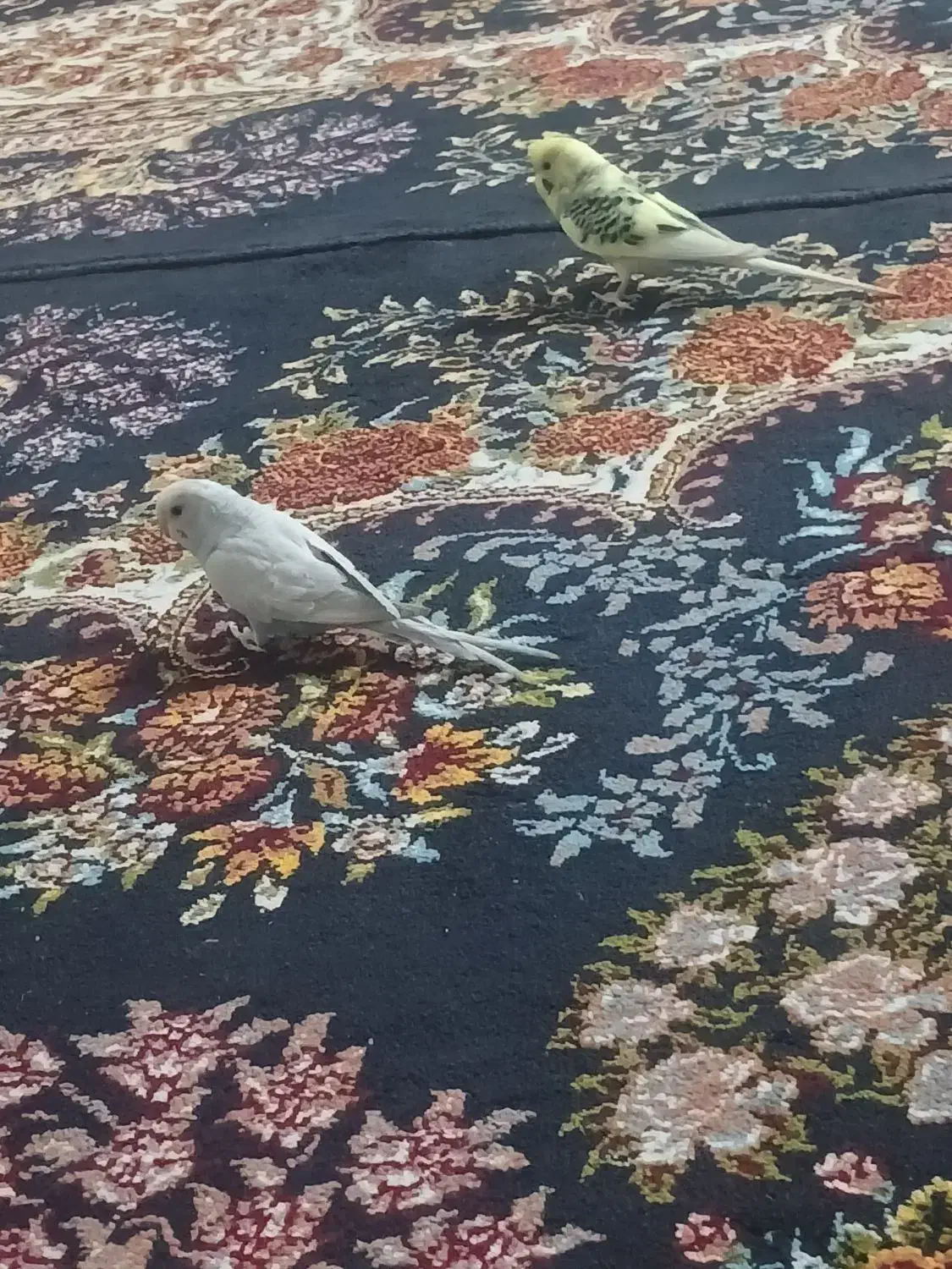 مرغ عشق|پرنده|کارون, |دیوار