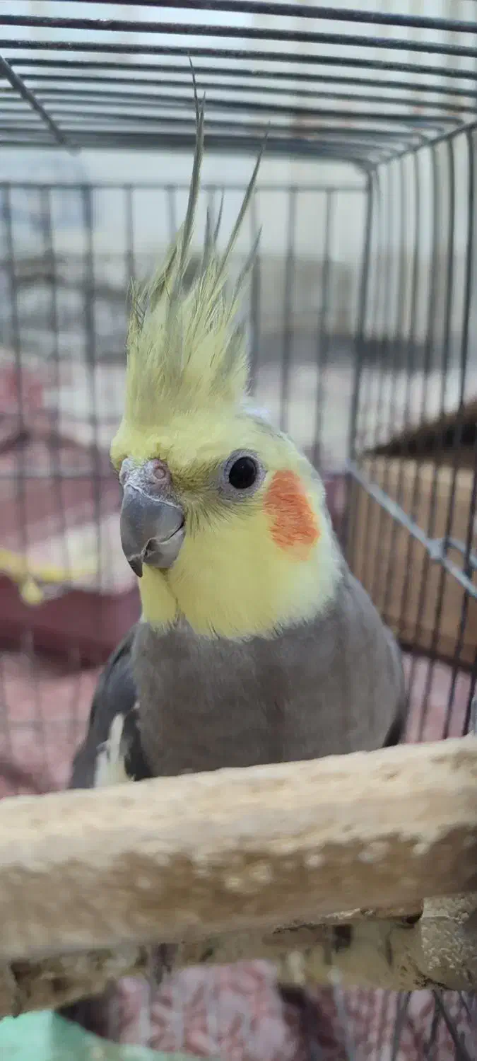 چند جفت عروس هلندی|پرنده|فامنین, |دیوار