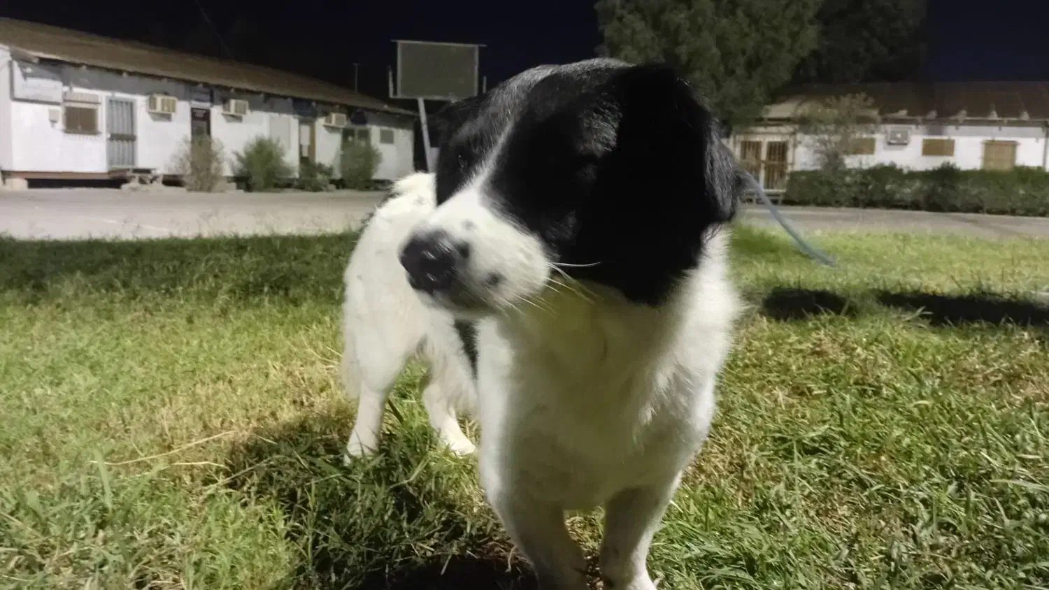 سگ پیداشده|حیوانات|بوشهر, |دیوار