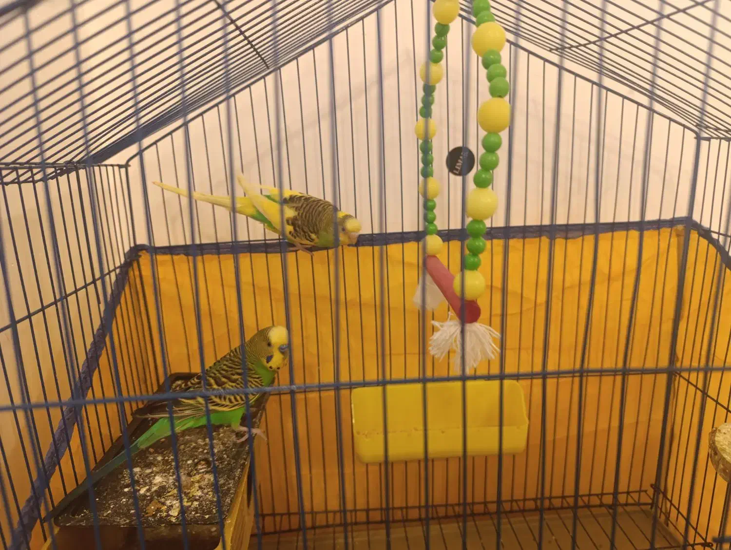 مرغ عشق|پرنده|خرمشهر, |دیوار