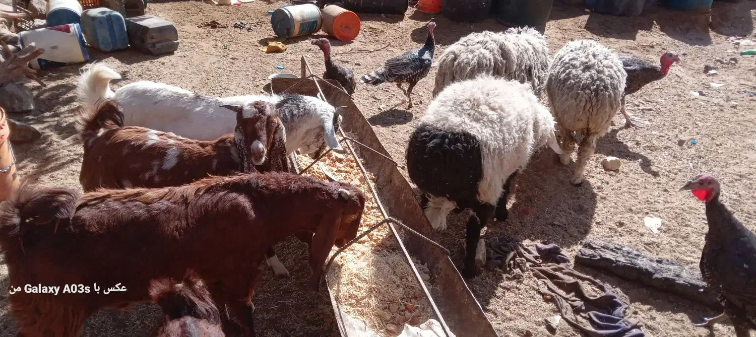 بره و بزغاله|حیوانات مزرعه|زاهدان, |دیوار