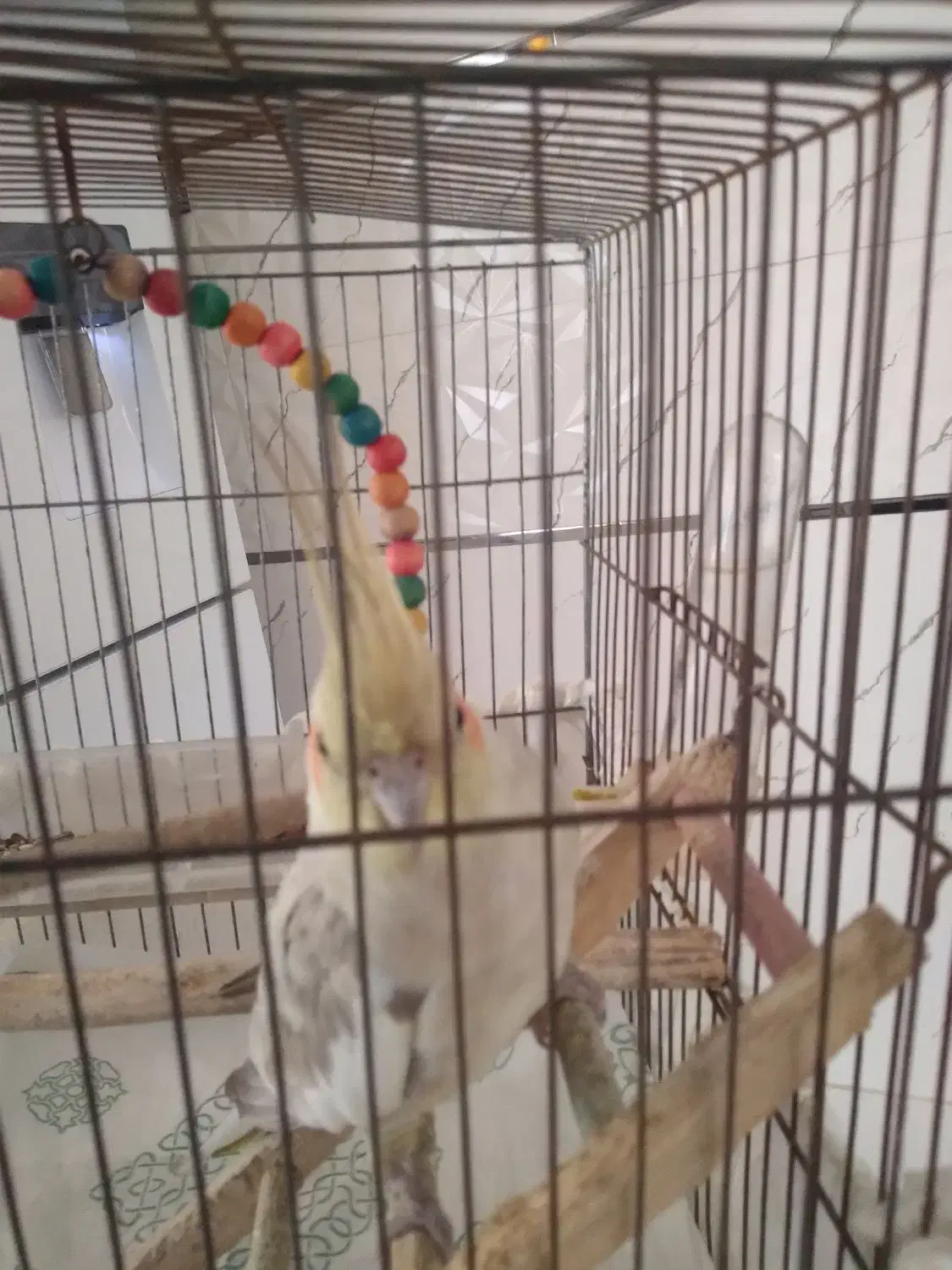 عروس هلندی ماده|پرنده|سنگر, |دیوار