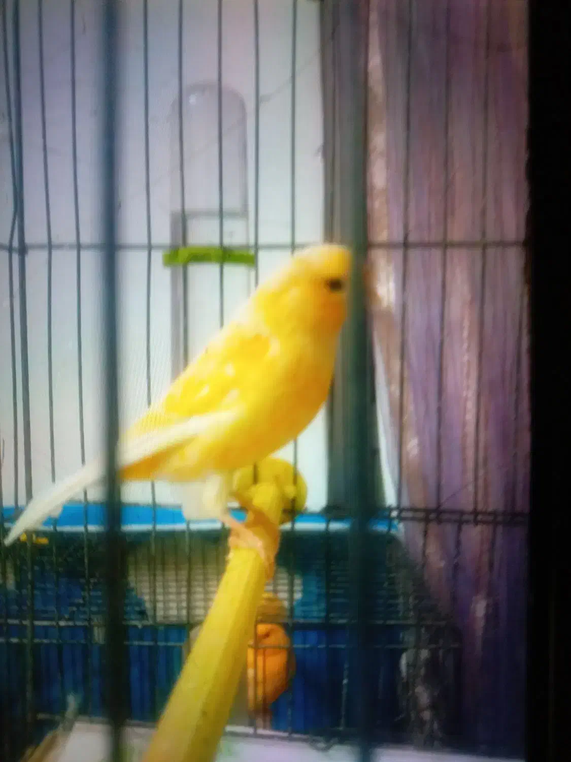 قناری نر پرتغالی|پرنده|گرگان, |دیوار