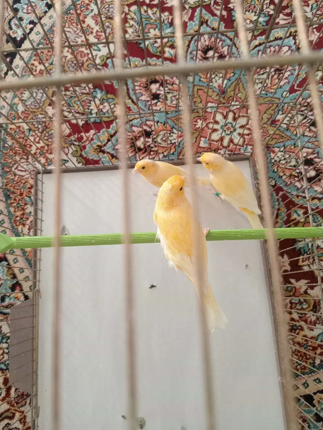 قناری نر آماده|پرنده|همدان, |دیوار