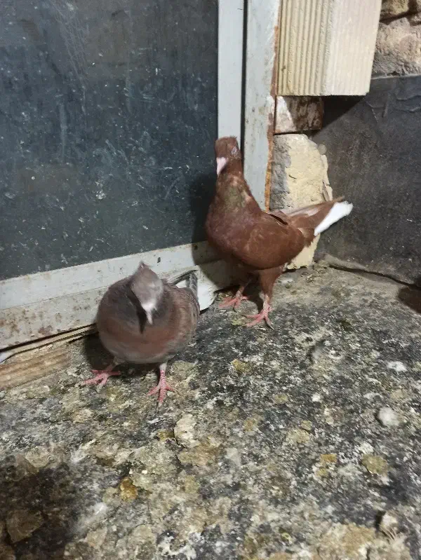 سرخ دم سفید|حیوانات|مشهد, شهرک رازی (شهرک غرب)|دیوار