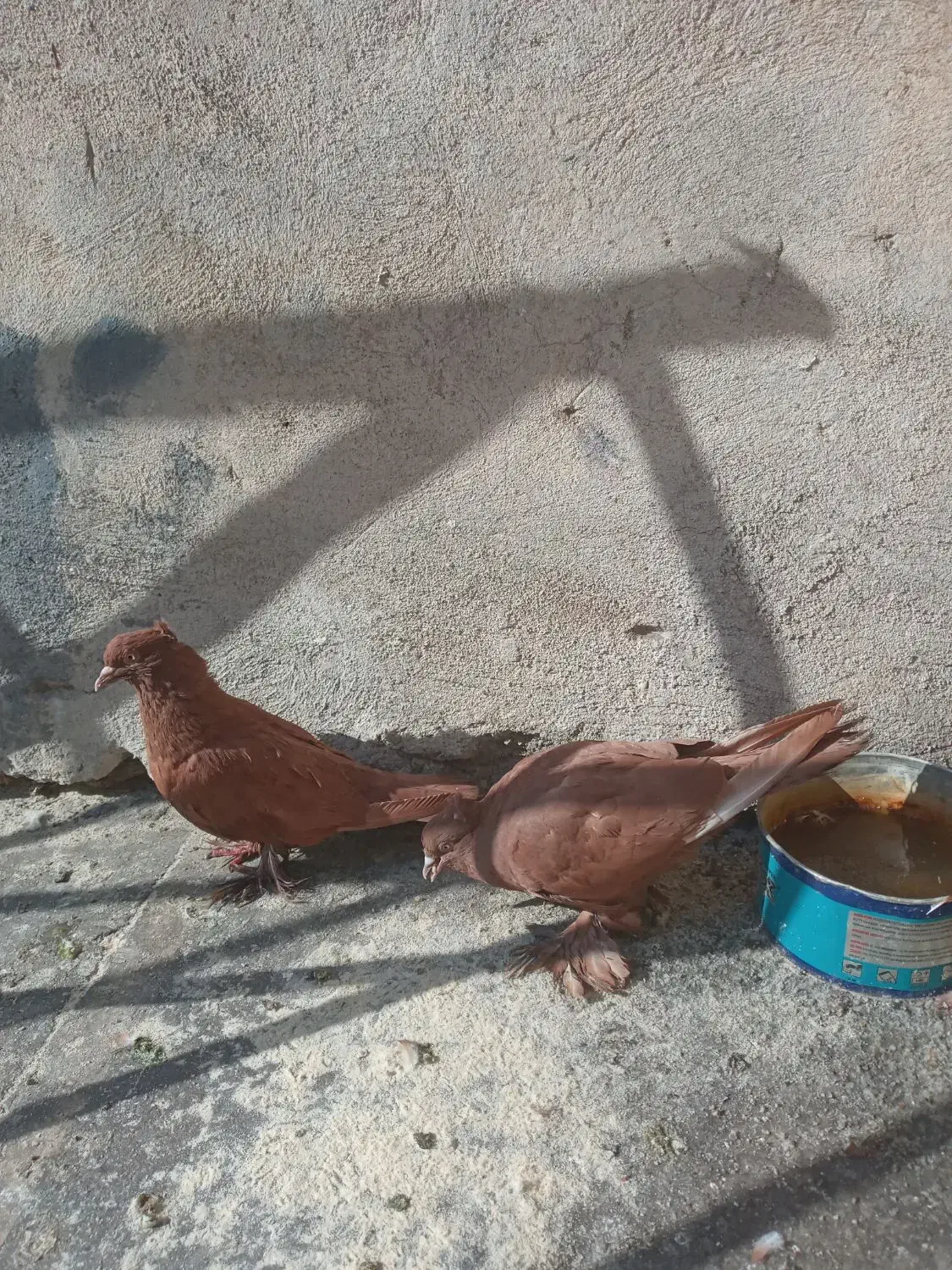 کفتر کبوتر راعبی رواعب با قفس دو طبقه|پرنده|قم, سالاریه|دیوار