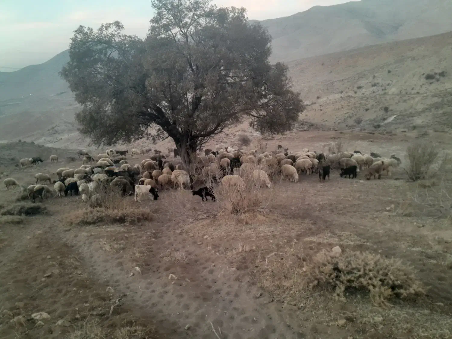 ۱۰۰۰۰۰۰۰۰۰۰|حیوانات مزرعه|دهدشت, |دیوار